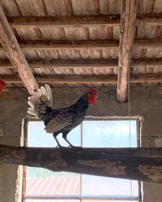 Galline sebright