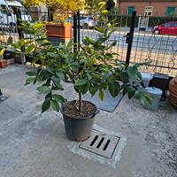 Pianta limone