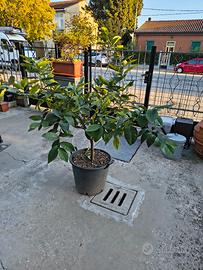 Pianta limone