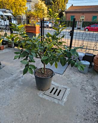 Pianta limone