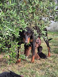 Cuccioli di Dobermann