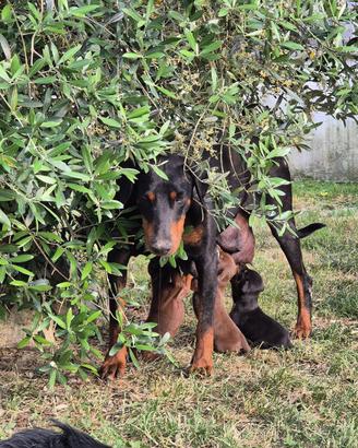 Cuccioli di Dobermann