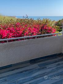 Luglio a Pietrabianca