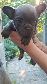 Cuccioli bulldog francese