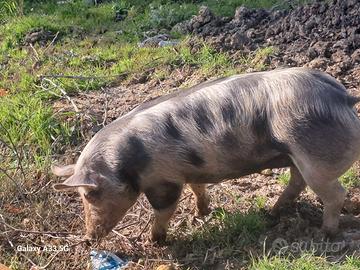 Maiala pietrain originale