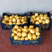 Limoni appena raccolti