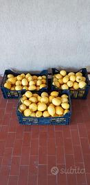 Limoni appena raccolti