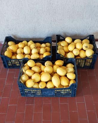 Limoni appena raccolti