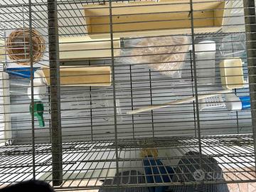 Gabbia per uccelli con accessori