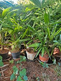 kentia