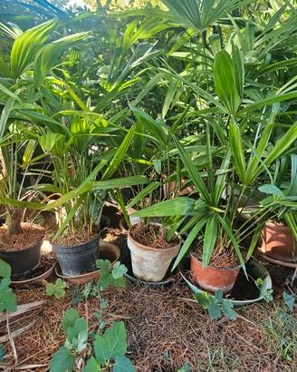 kentia
