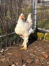 Gallo ibrido da carne