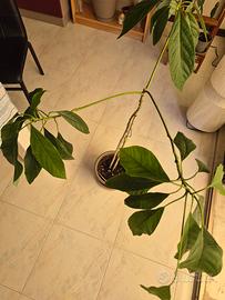 pianta avocado