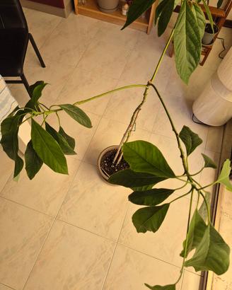 pianta avocado