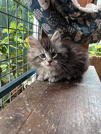 Cucciole Maine Coon
