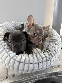 Bulldog Francesi