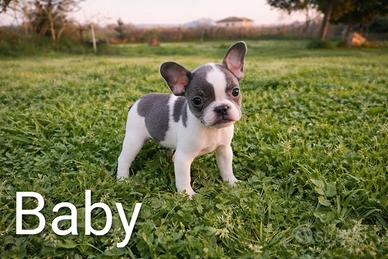 Cucciola bulldog francese Exotic-MINI