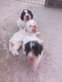 Cani da tartufo