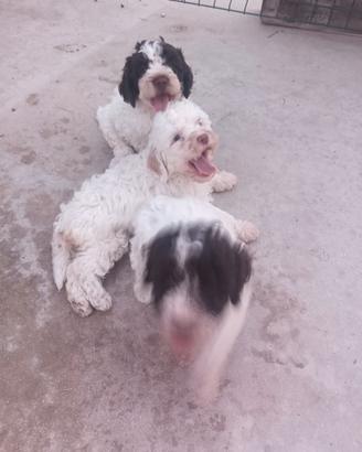 Cani da tartufo