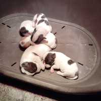 Cuccioli di jack Russell