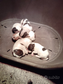 Cuccioli di jack Russell