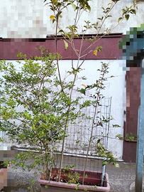 tre piante alberi siepe arbusto 15€