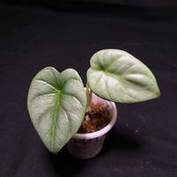 Alocasia baginda silver dragon