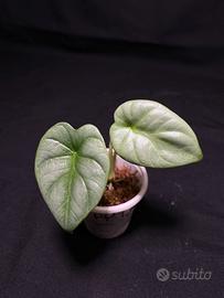 Alocasia baginda silver dragon