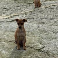 Cuccioli chihuahua X pinscher