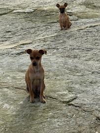Cuccioli chihuahua X pinscher