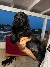 Disponibili cuccioli di cocker spaniel