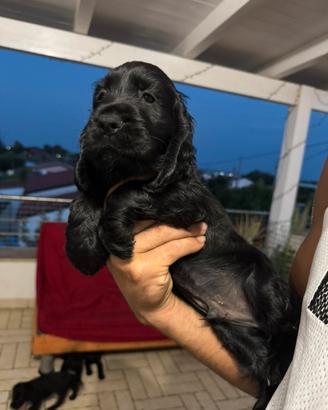 Disponibili cuccioli di cocker spaniel
