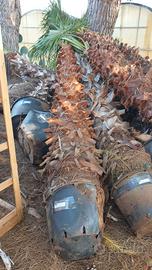 Piante di PALMA washingtonia BELLISSIME