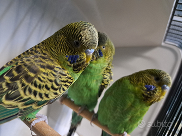 Cocorite black face faccia nera