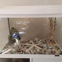 Acquario Tetra 60 lt