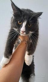 Cucciola maine coon