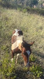 Paint puledro