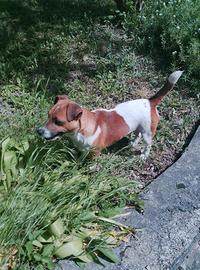 Jack Russell per monta