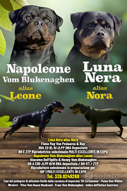 Cuccioli di rottweiler