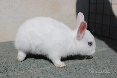 Coniglio nano bianco occhi azzurri