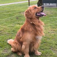 Golden retriever maschio americano pedigree ENCI