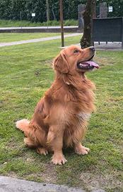 Golden retriever maschio americano pedigree ENCI