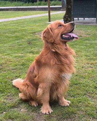 Golden retriever maschio americano pedigree ENCI