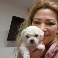 Cuccioli maltesi taglia mini/piccola pelo riccio