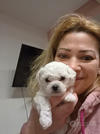 Cuccioli maltesi taglia mini/piccola pelo riccio