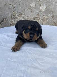 Cuccioli di Rottweiler