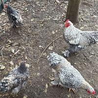 Galline brahma sparveiro