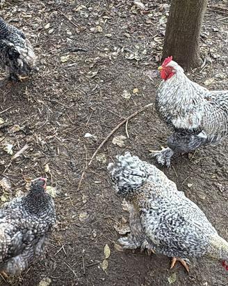 Galline brahma sparveiro