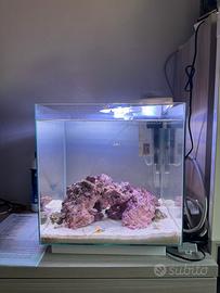 Acquario marino