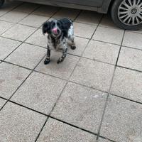 Vendita femmina setter inglese